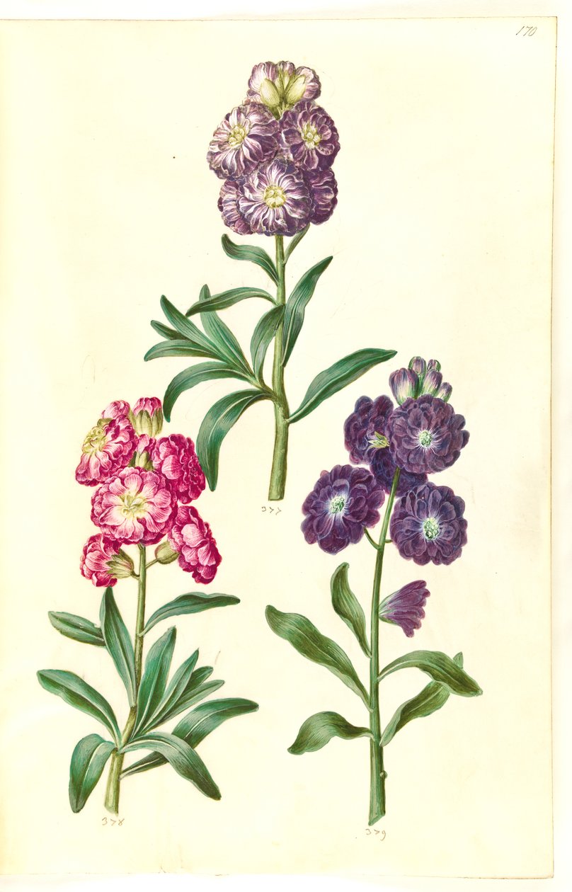 Titelblad. Bloemenkrans door Hans Simon Holtzbecker