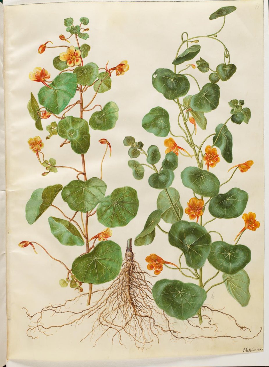 Tropaeolum minus (kleine Oost-Indische kers) door Hans Simon Holtzbecker