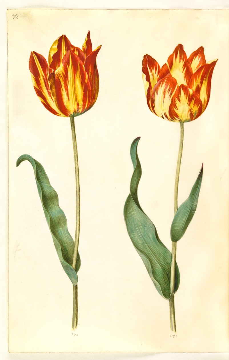 Tulipa gesneriana (tuin-tulp) door Hans Simon Holtzbecker