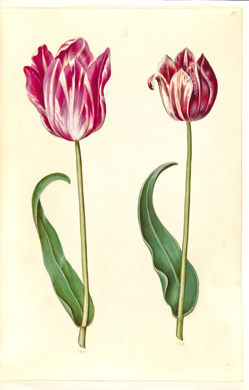 Tulipa gesneriana (tuin-tulp) door Hans Simon Holtzbecker