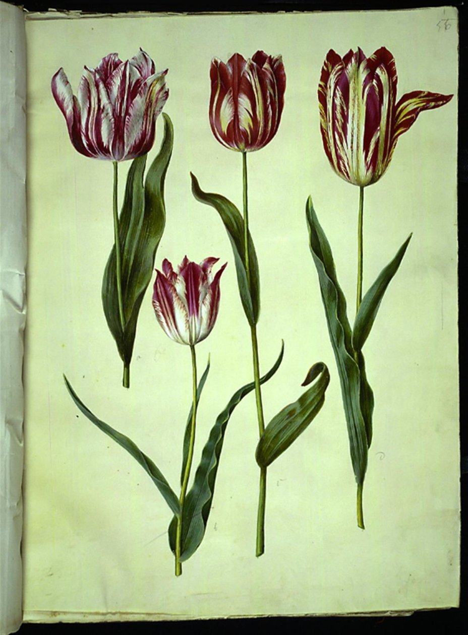 Tulipa gesneriana (tuin-tulp) door Hans Simon Holtzbecker