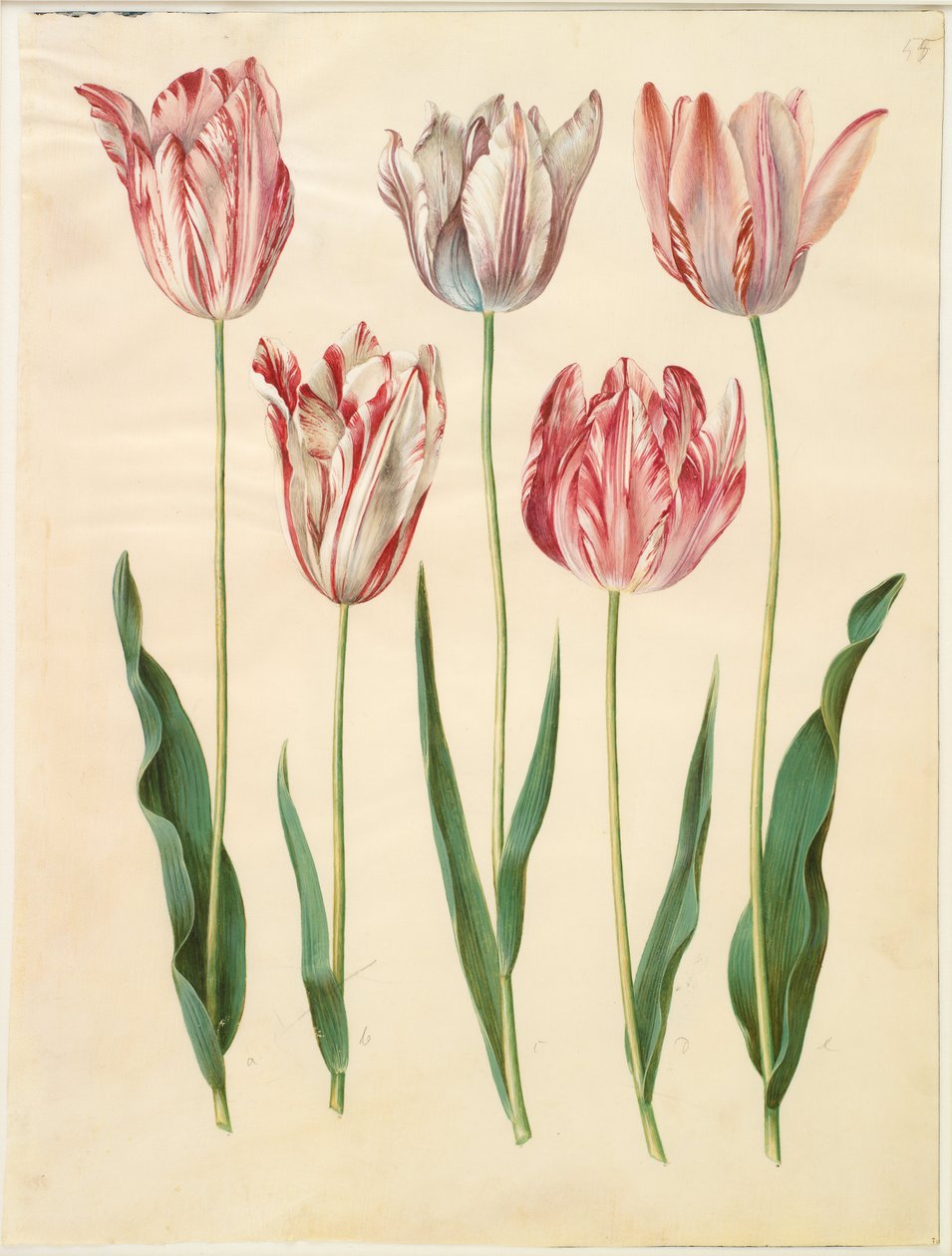 Tulipa gesneriana door Hans Simon Holtzbecker