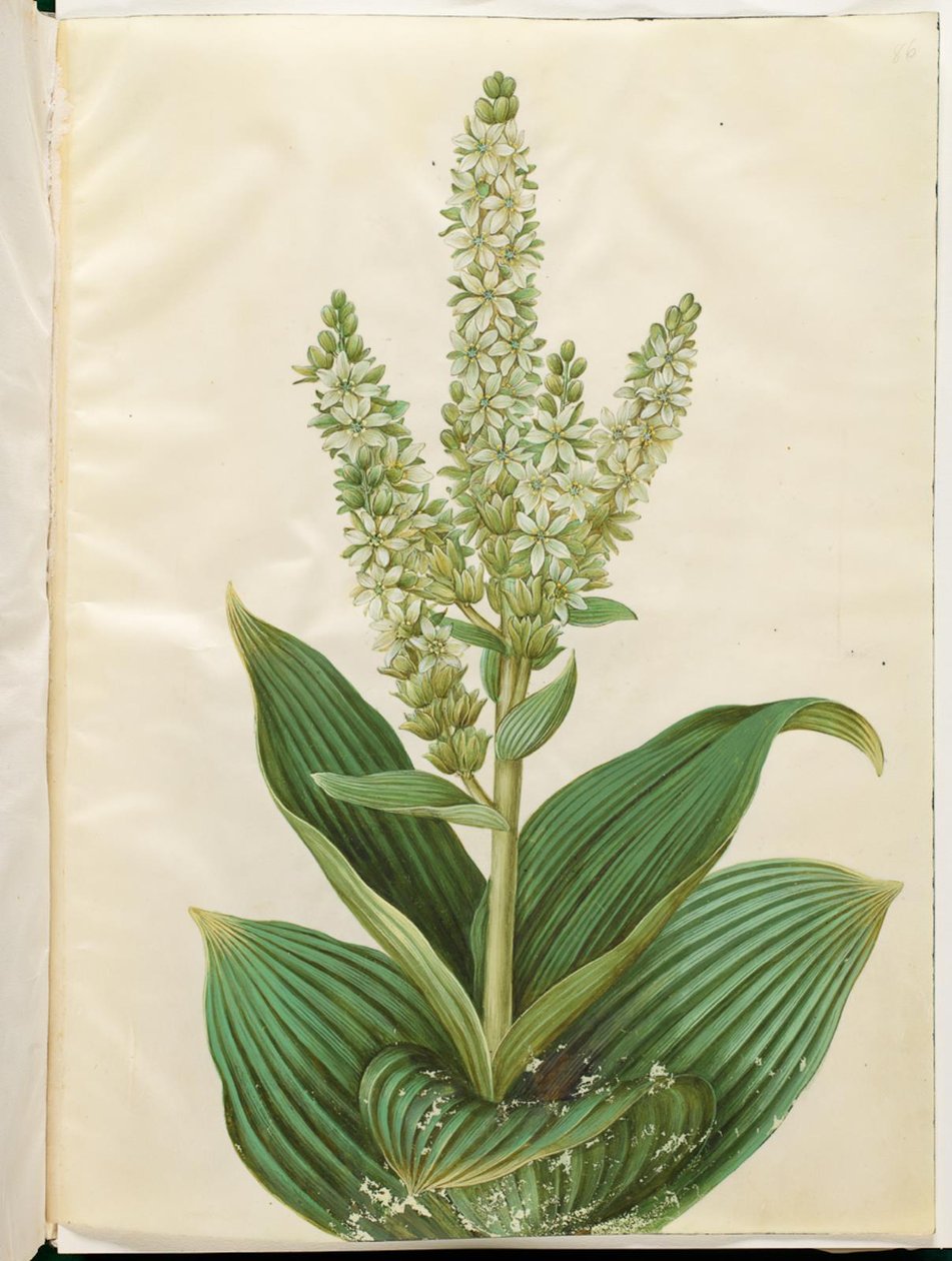 Veratrum album (witte nieswortel) door Hans Simon Holtzbecker