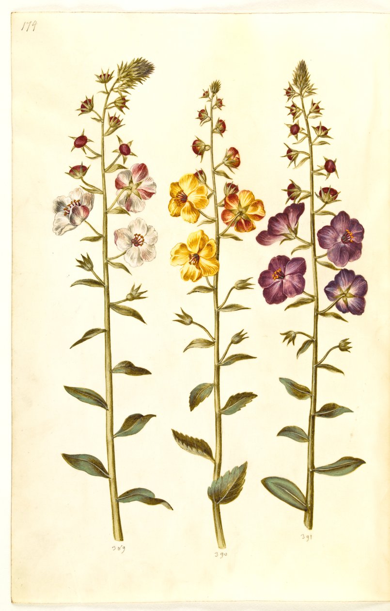 Verbascum blattaria (klase-kongelys); Verbascum phoeniceum (purpur-kongelys) door Hans Simon Holtzbecker