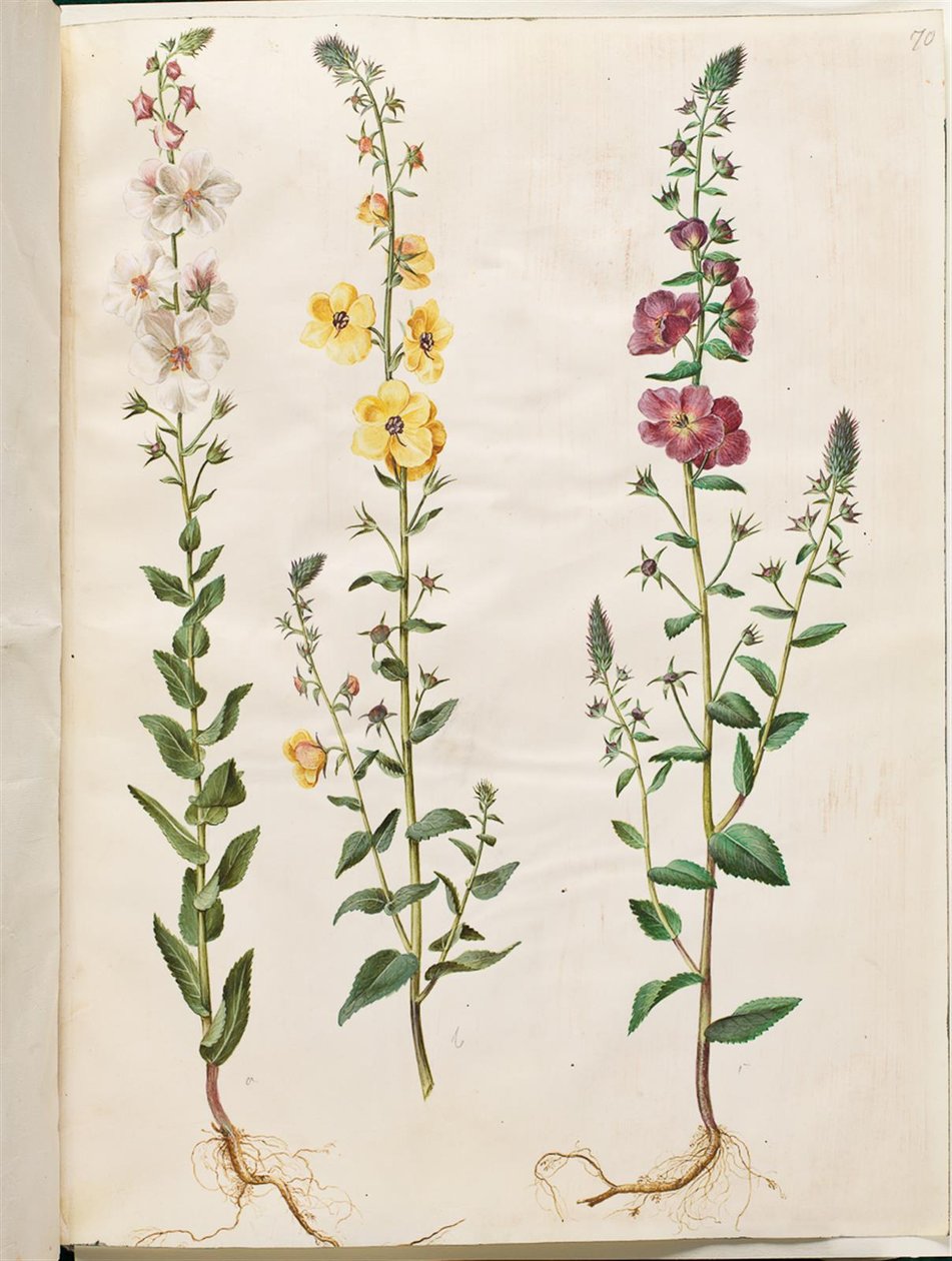 Verbascum blattaria (tak-verbascum); Verbascum phoeniceum (paarse verbascum) door Hans Simon Holtzbecker