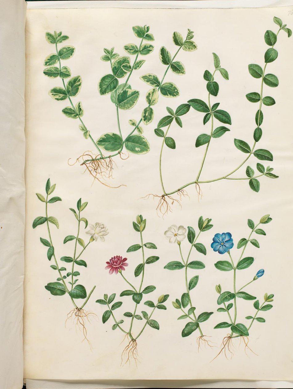 Vinca minor (kleine maagdenpalm) door Hans Simon Holtzbecker