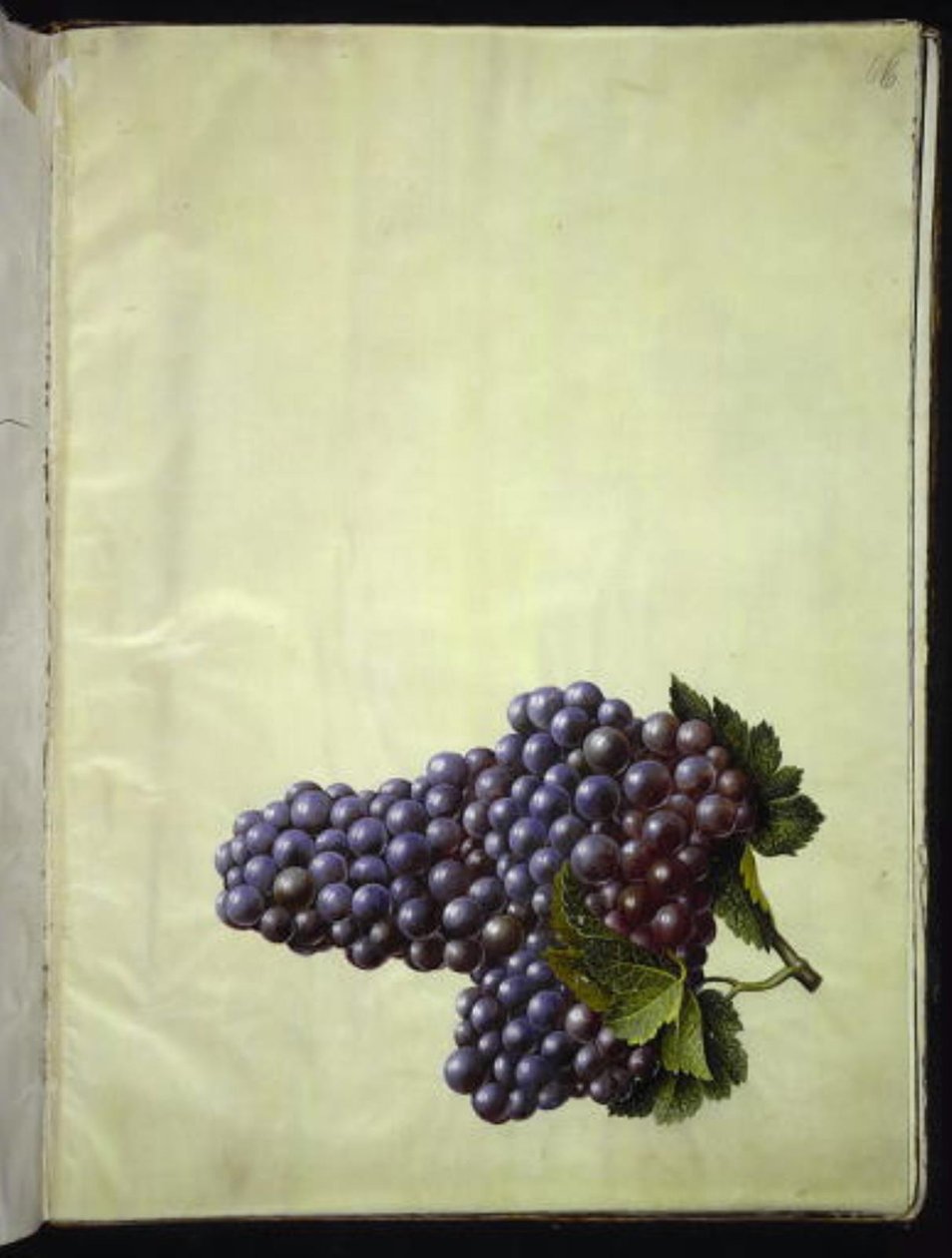 Vitis vinifera (gewone wijnstok) door Hans Simon Holtzbecker