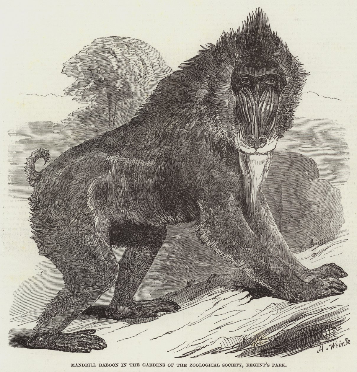 Mandrill baviaan in de tuinen van de Zoological Society, Regent