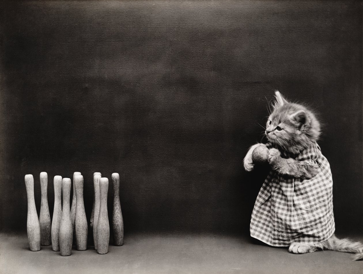 Kittieserie: Bowlen, c.1914 (zilverdruk) door Harry Whittier Frees