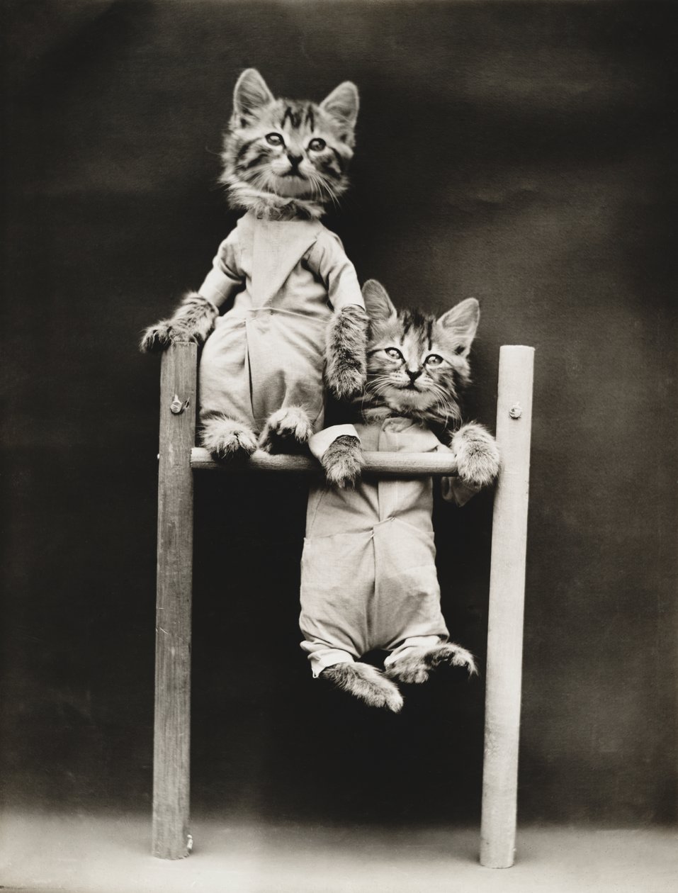 Kittieserie: Oefenen, c.1914 (zilverdruk) door Harry Whittier Frees