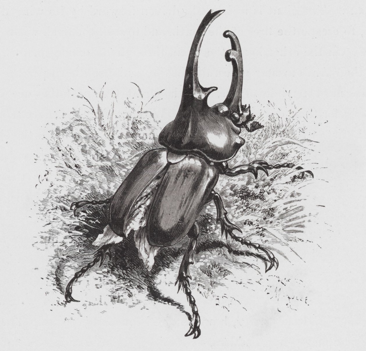 Het Insect: Kever door Hector Giacomelli
