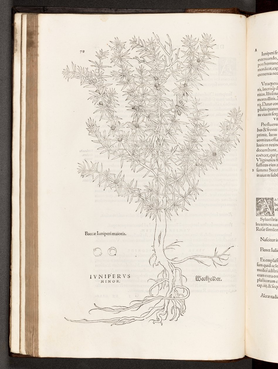BT3.267.5 p.78 Jeneverbes, illustratie uit De historia stirpium commentarii insignes door Leonhart Fuchs, 1542 door Heinrich and Meyer, Albert Fullmaurer
