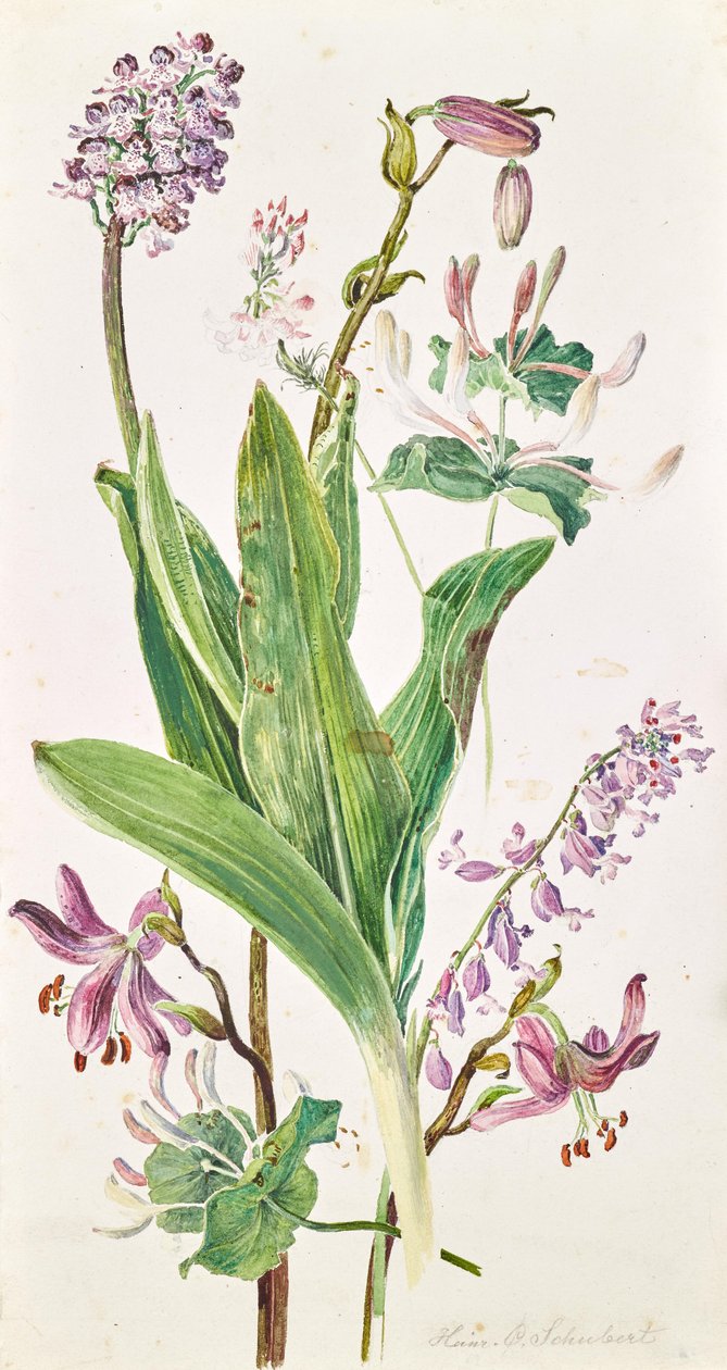Turkse kap, orchidee, kamperfoelie door Heinrich Carl Schubert