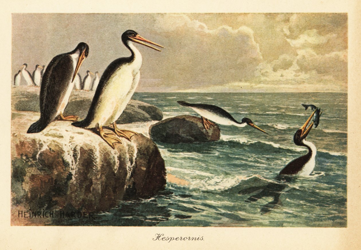 Hesperornis regalis, uitgestorven loopvogel, Krijt door Heinrich Harder