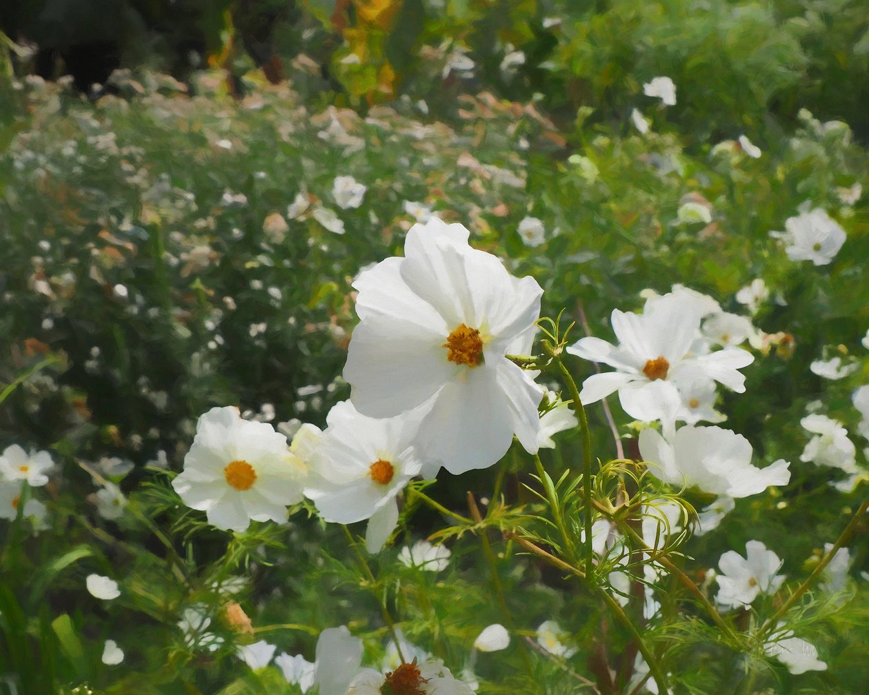 De Witte Tuin door Helen White