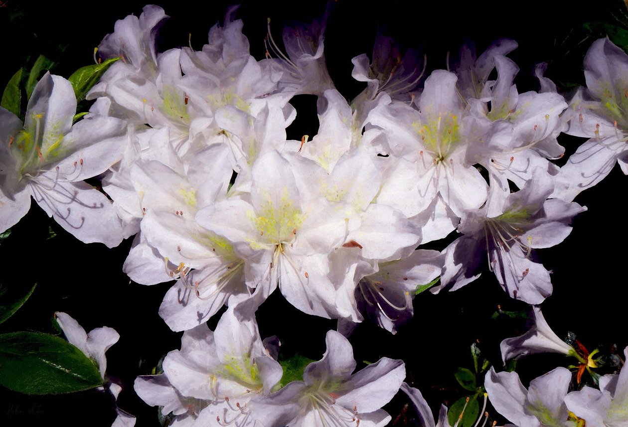 Witte Azalea