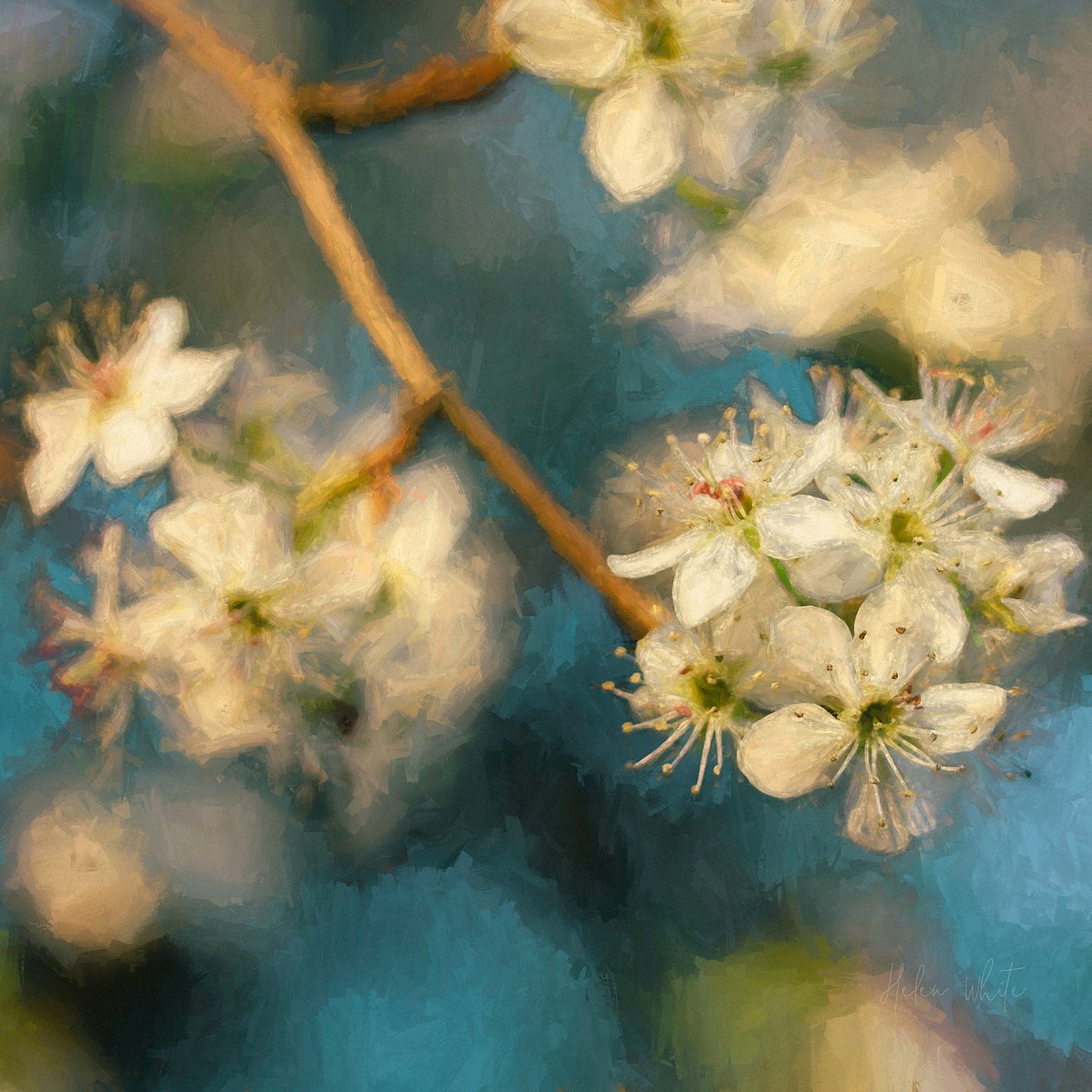 Appelbloesem, 2019 door Helen White