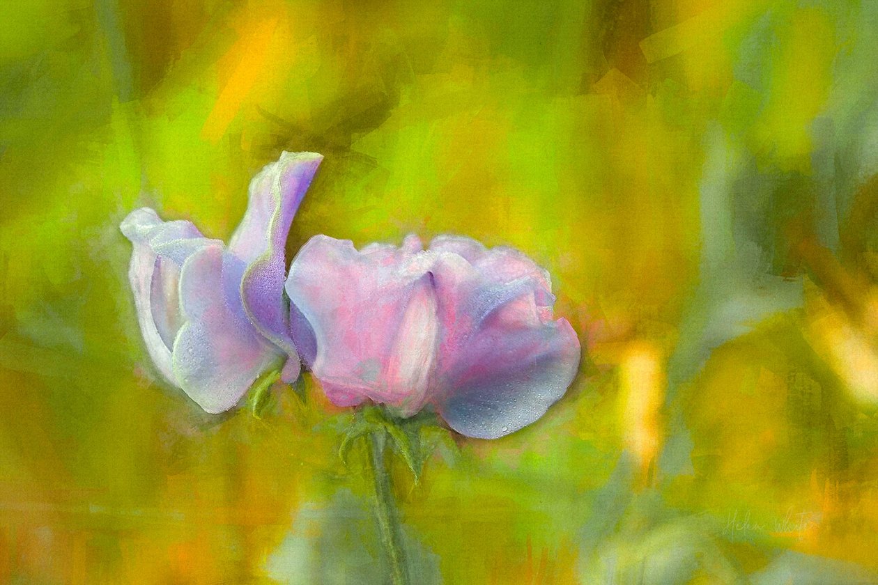 Herfst Lathyrus I, 2018 door Helen White