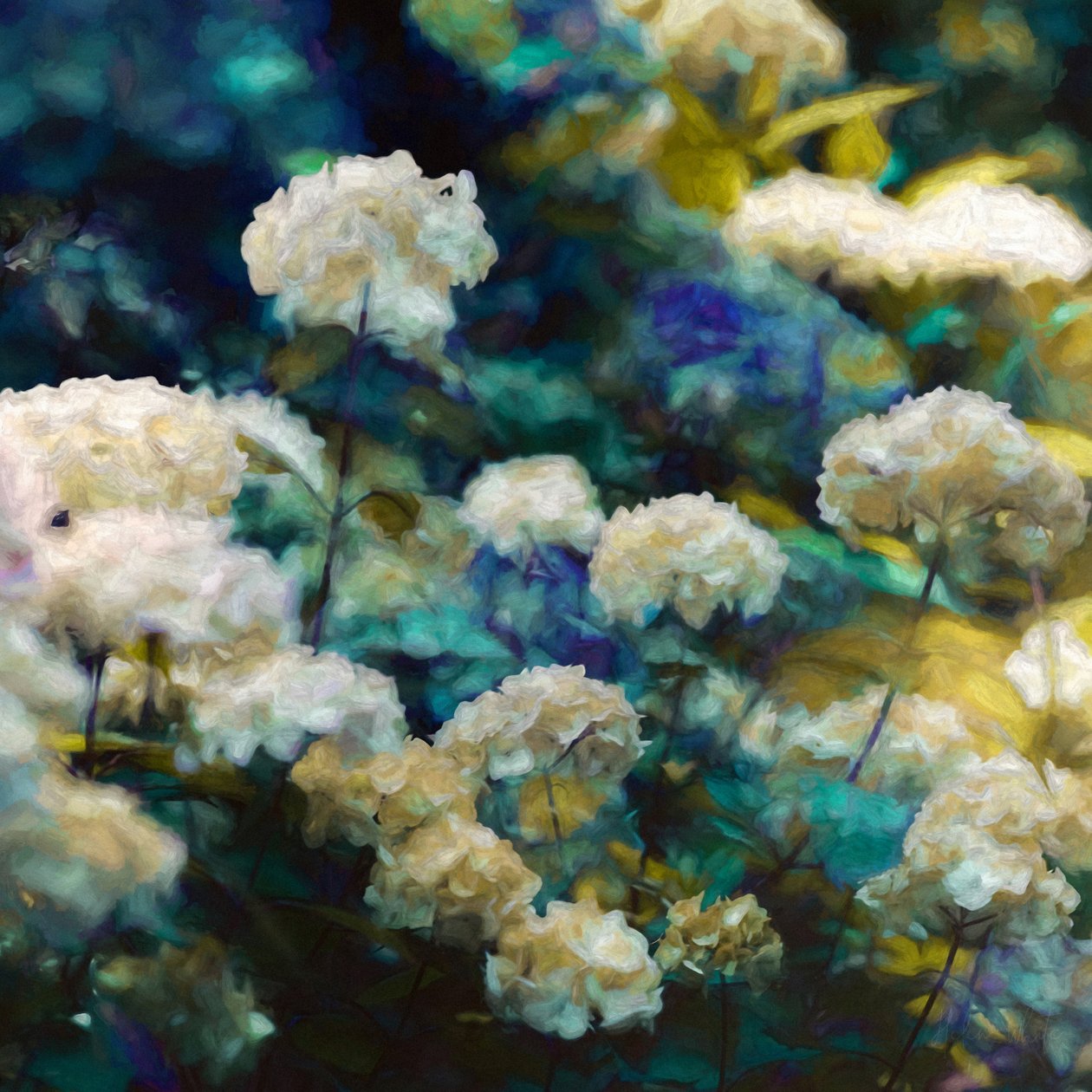 Hemelse hortensia