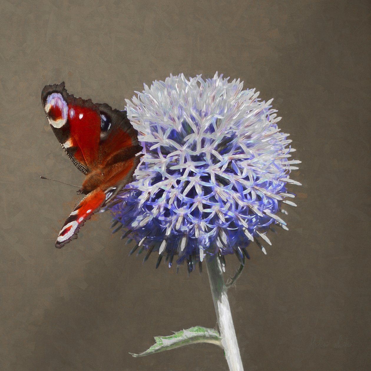 Pauw op Blauwe Distel door Helen White