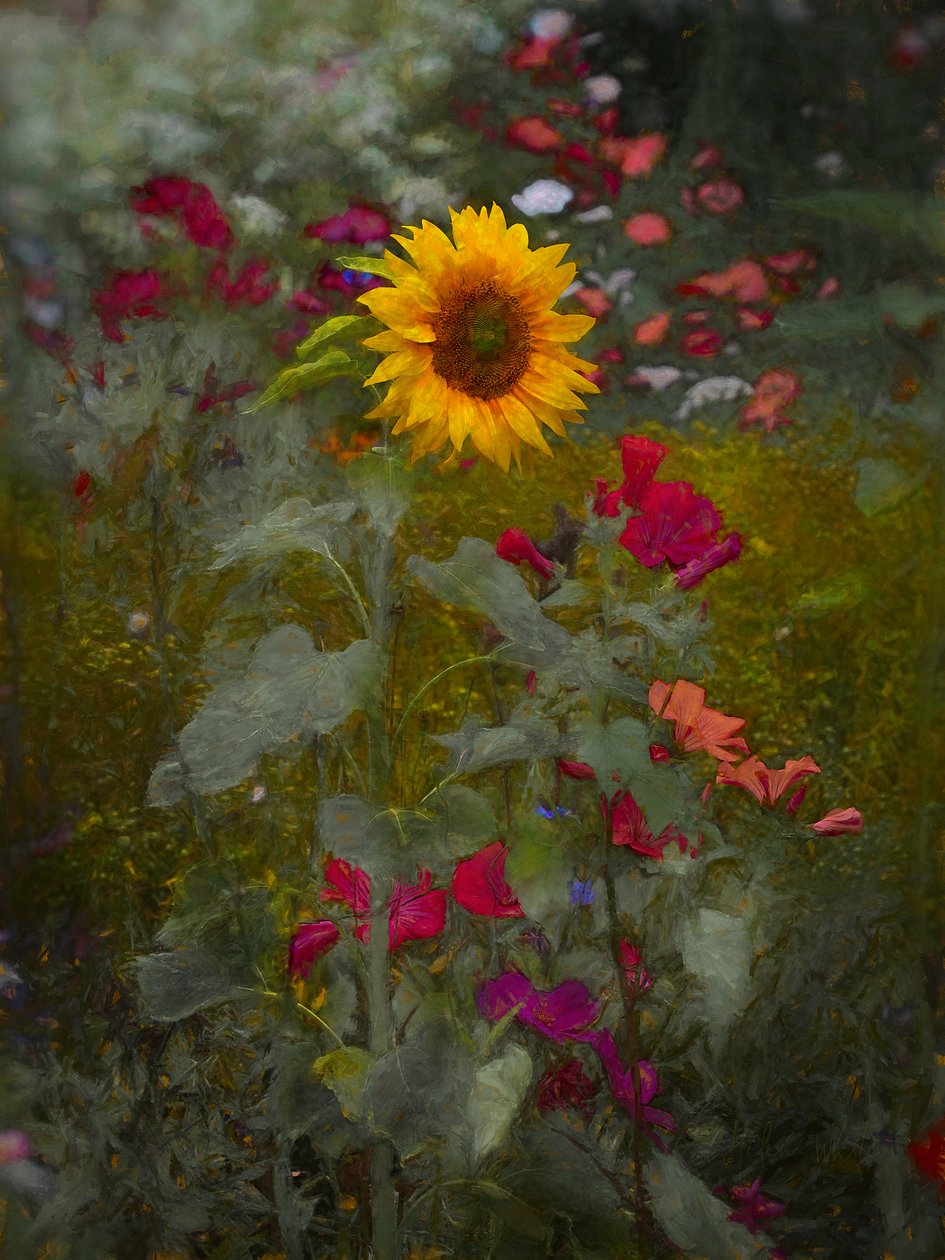 Zonnekoning door Helen White