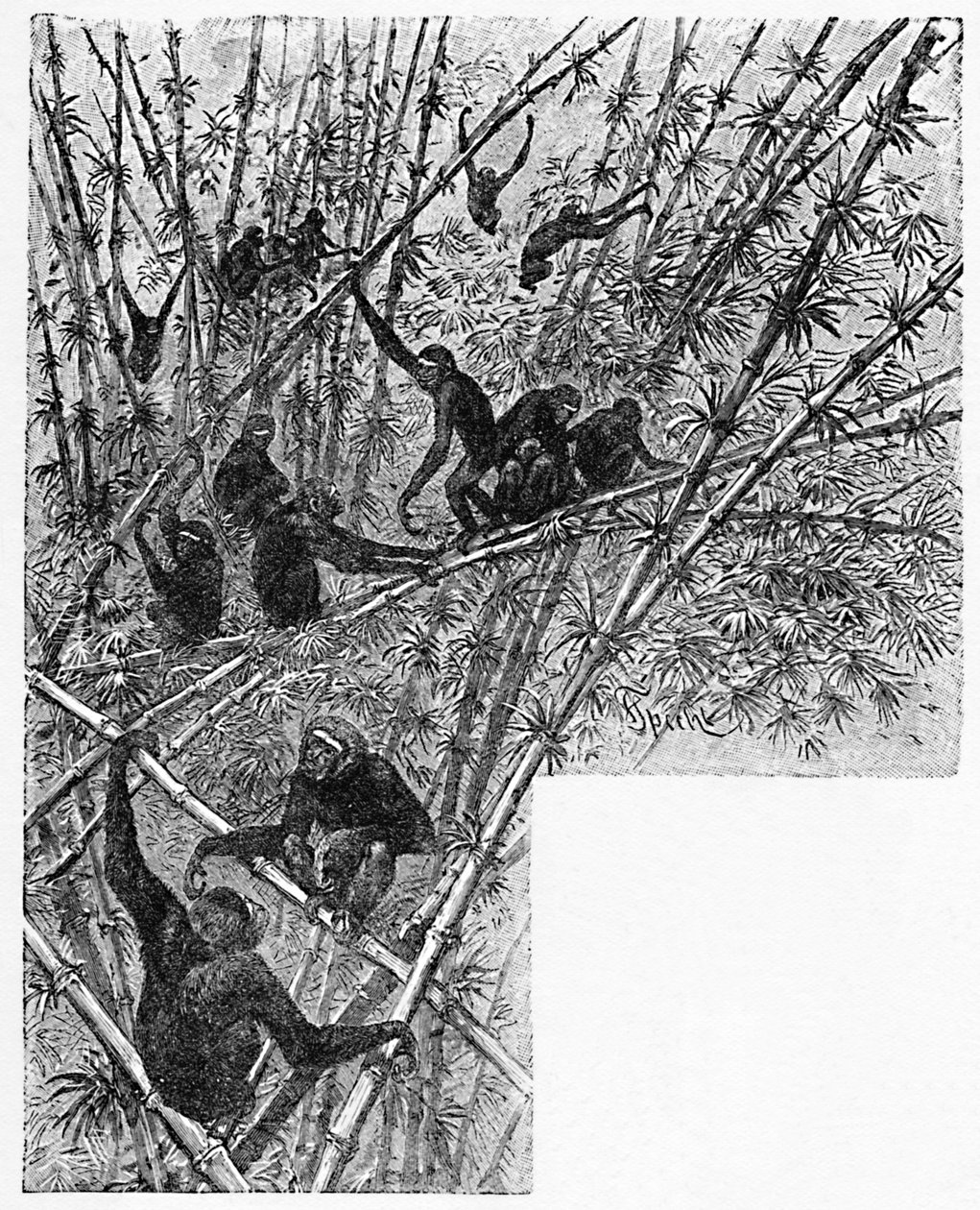 Hoolocks in een bamboejungle, ca. 1900 door Helena J. Maguire