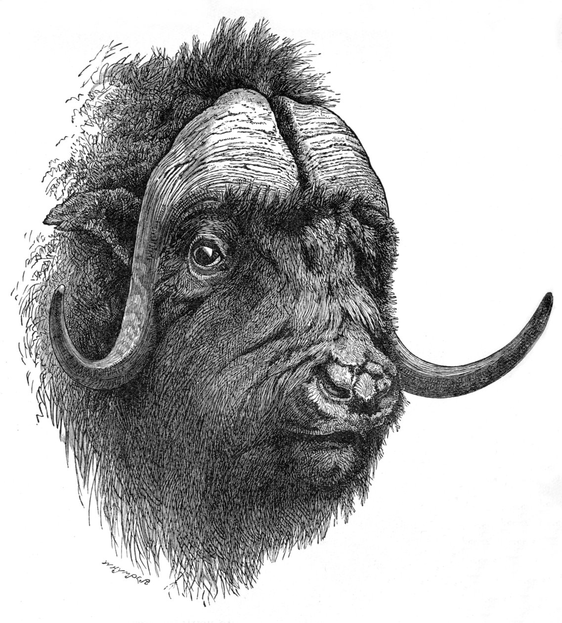 Muskusos, ca. 1900 door Helena J. Maguire