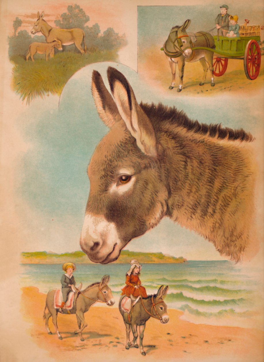 De ezel, ca. 1900 door Helena J. Maguire