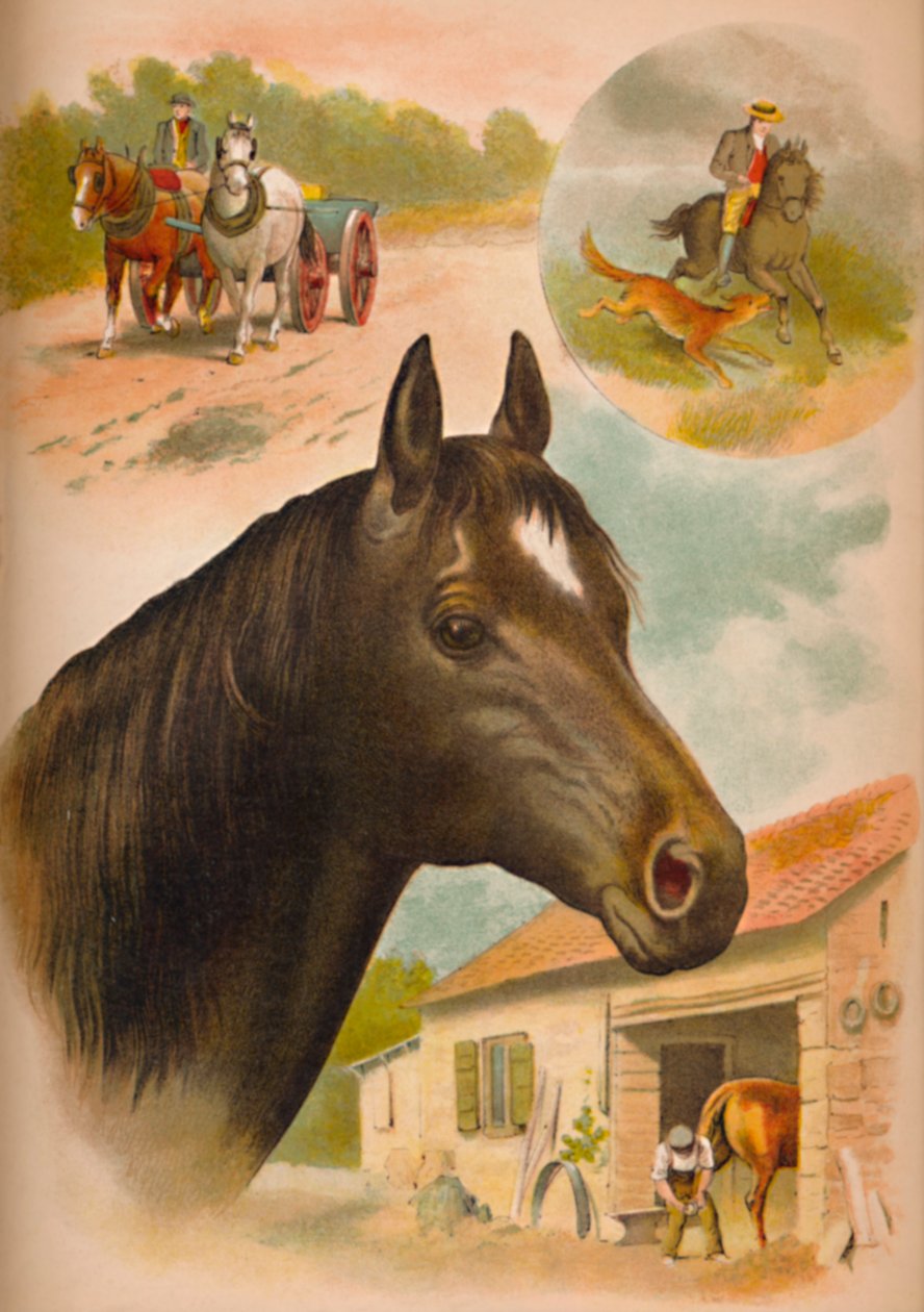 Het Paard, ca. 1900 door Helena J. Maguire