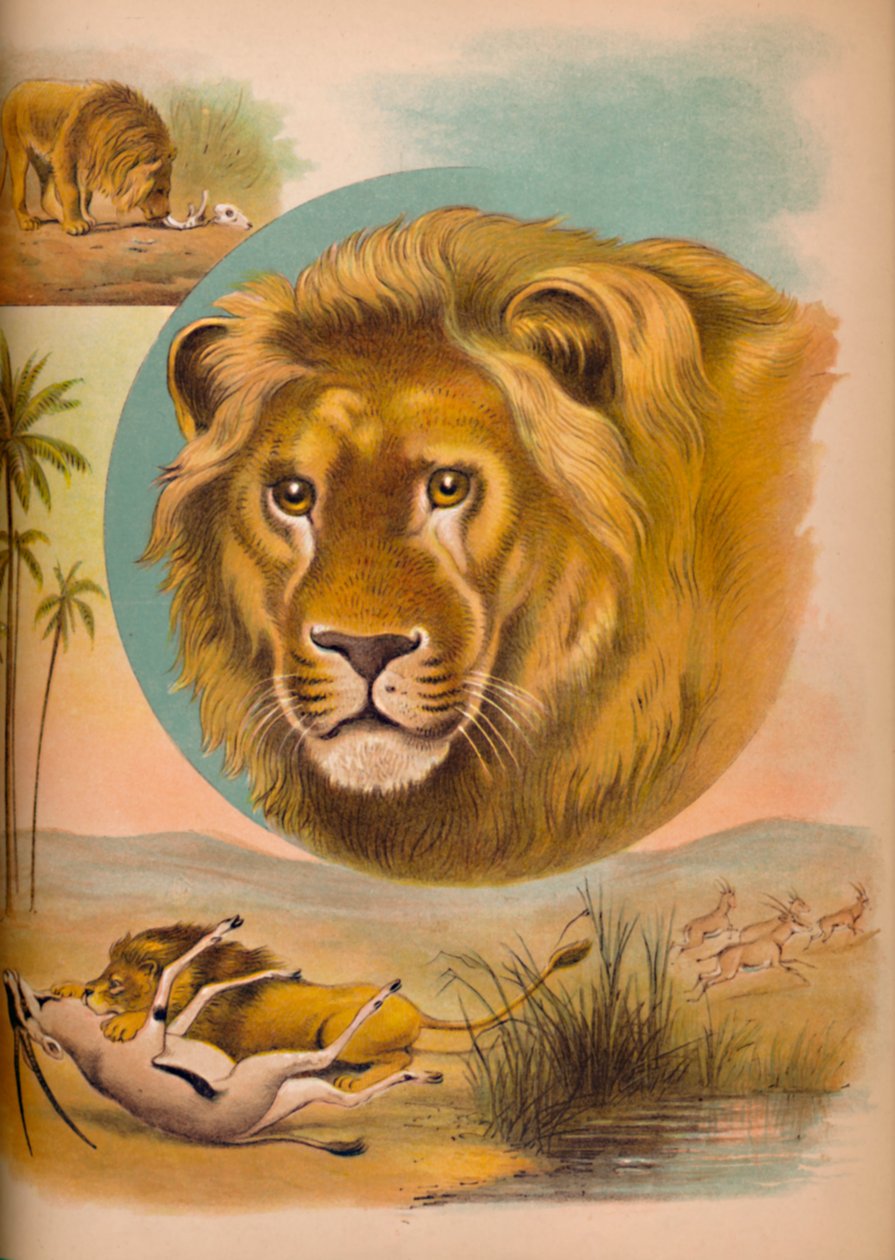 De Leeuw door Helena J. Maguire