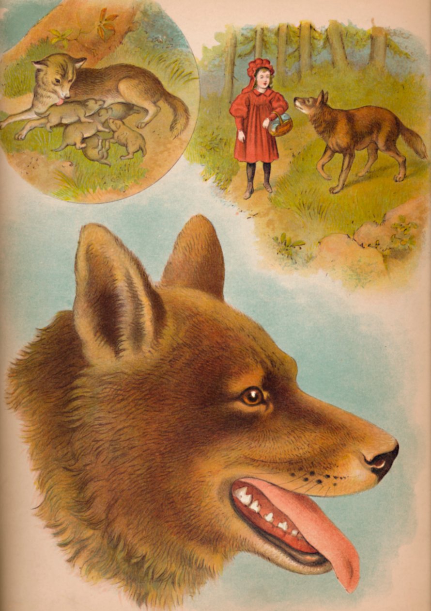 De wolf, c1900 door Helena J. Maguire