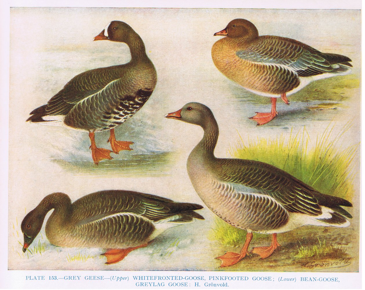 GrijsWitvoorhoofdRoze VoetBonenGrijze Gans, illustratie uit 