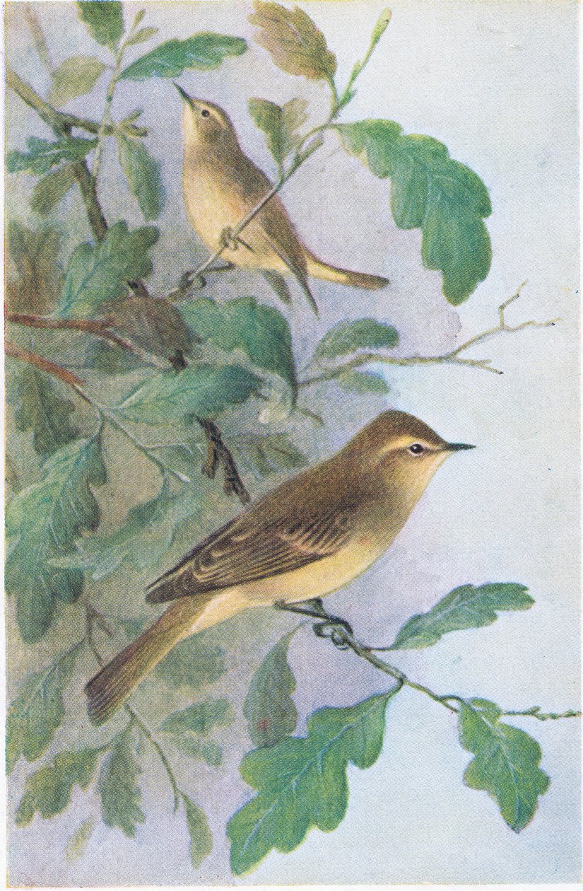 Fitis, Ansichtkaarten, 1930s door Hendrik Gronvold