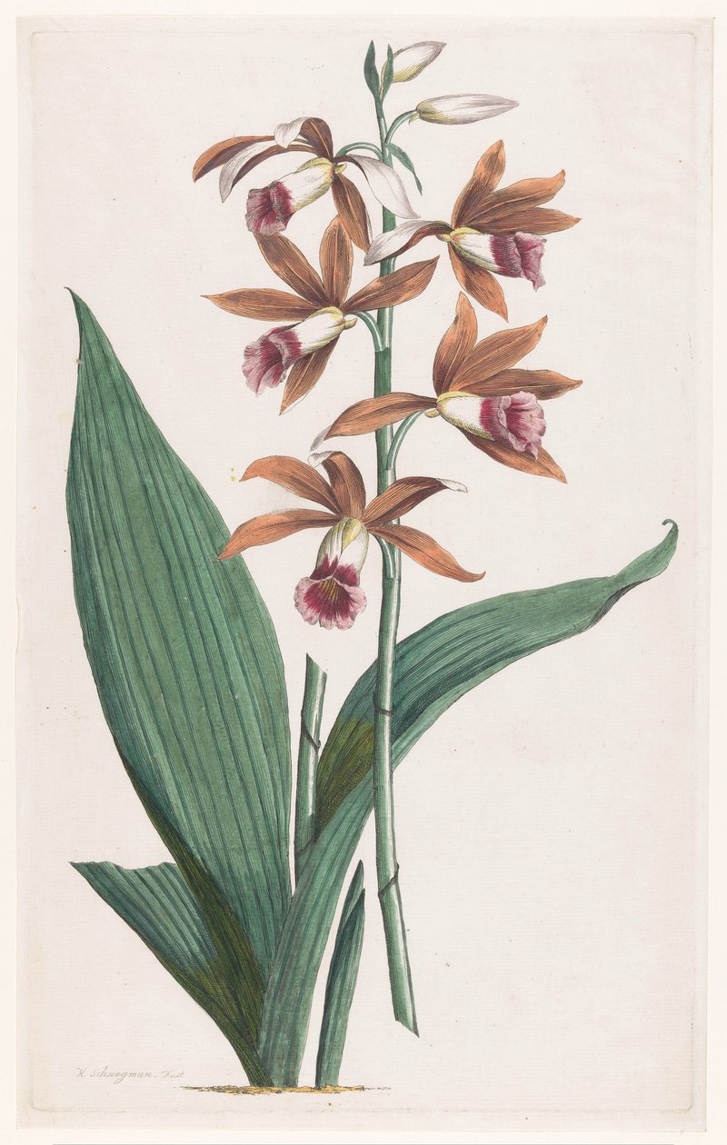 Moerasorchidee door Hendrik Schwegman