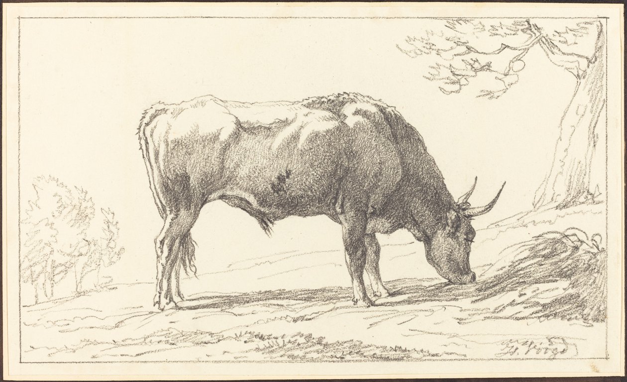 Een jonge stier grazend door Hendrik Voogd