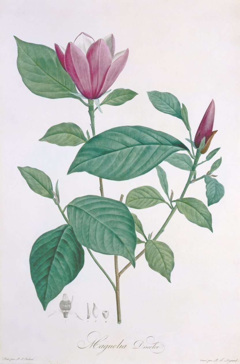 Magnolia discolor, gegraveerd door Legrand door Pierre Joseph Redouté