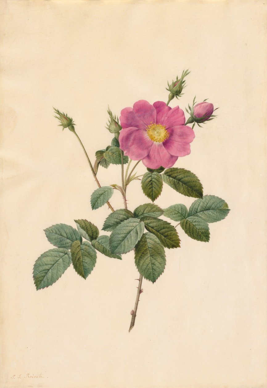 Koolroos Rosa Centifolia Simplex, 1817-1824 door Pierre Joseph Redouté
