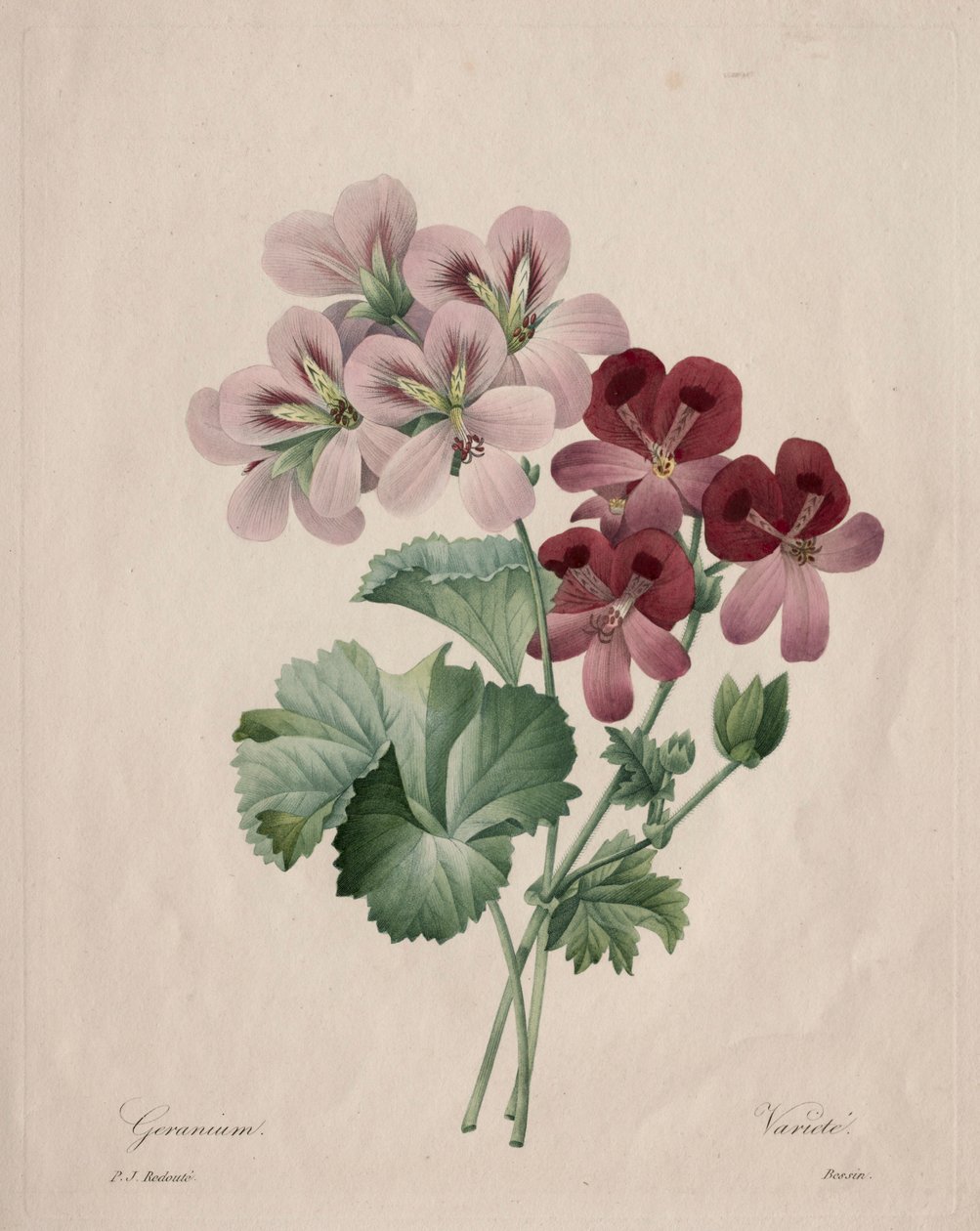 Geranium, 1827 door Pierre Joseph Redouté