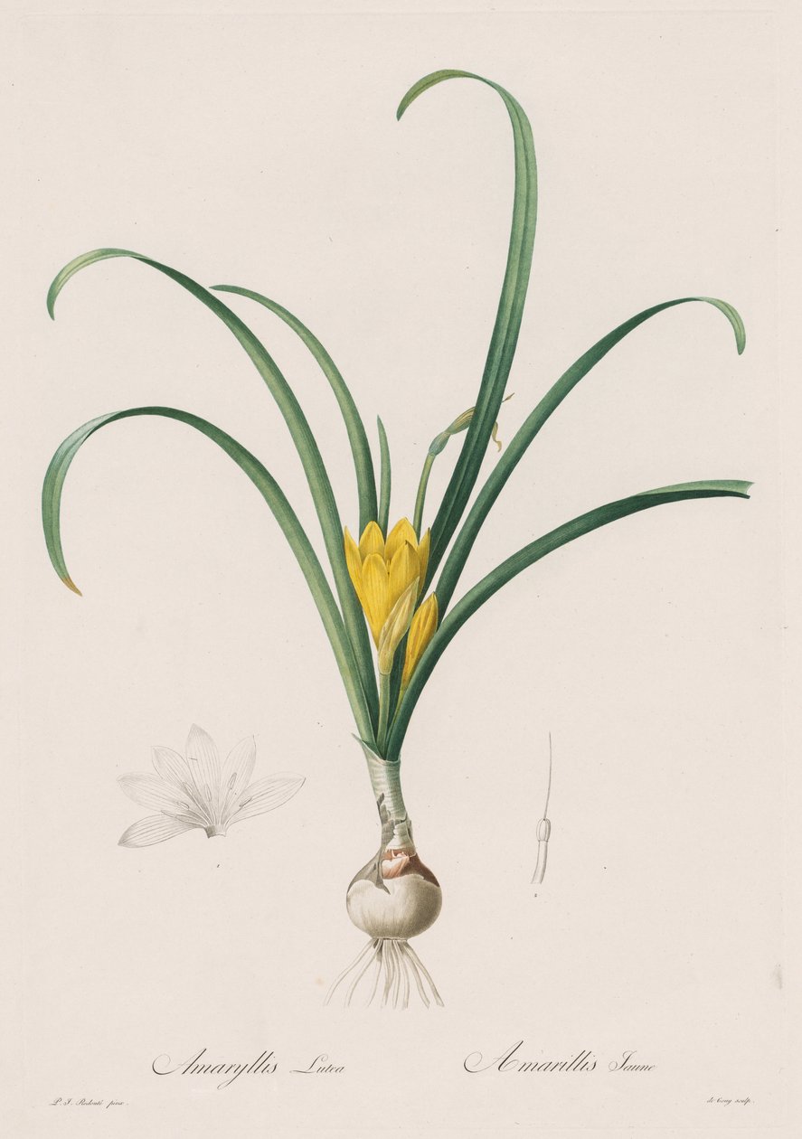 Les Liliacées: Amaryllis Lutes, 1802-1816 door Pierre Joseph Redouté