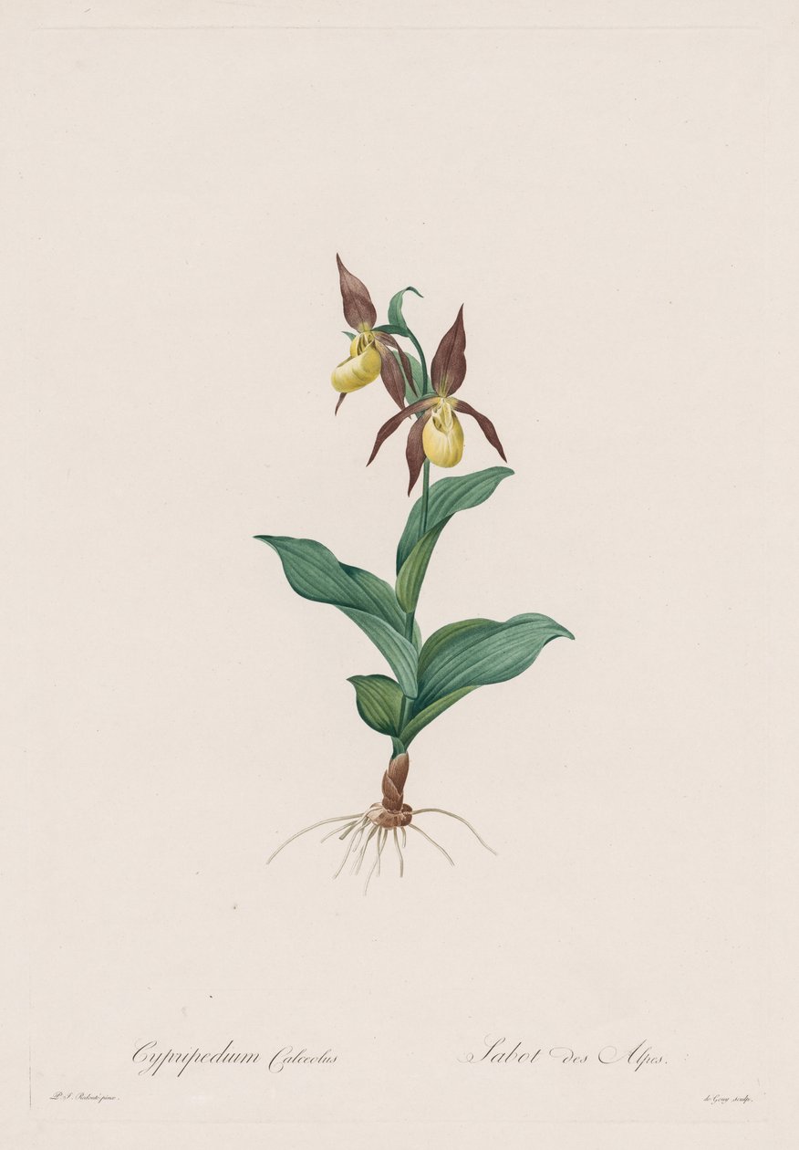 Les Liliacées: Cypripedium calceolus, 1802-1816 door Pierre Joseph Redouté