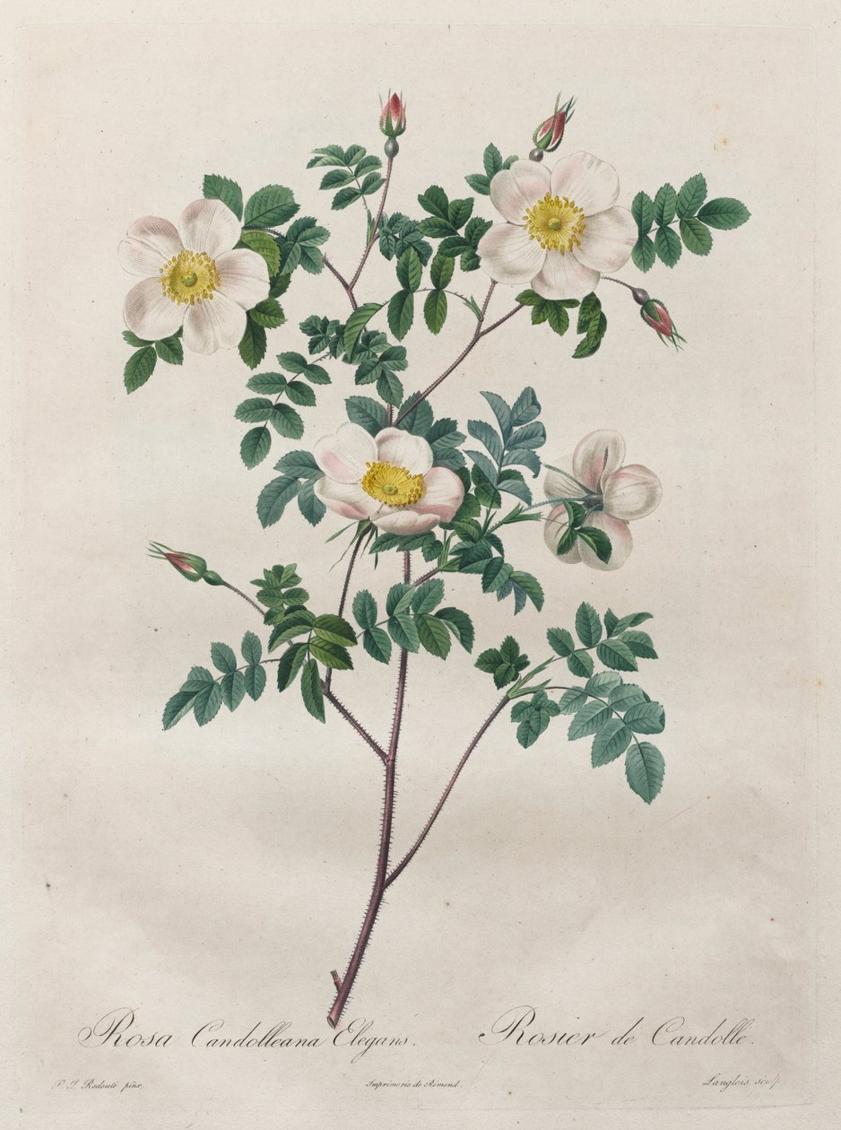Les Roses: Rosa Candolleana Elegans, 1817-1824 door Pierre Joseph Redouté
