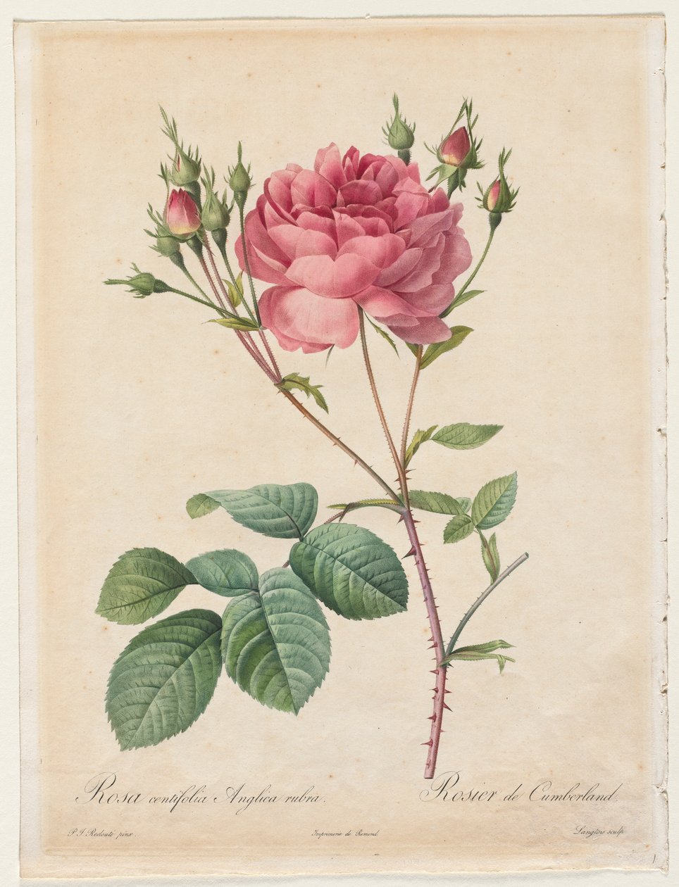 Rosa Centifolia Anglica Rubra, 1817-1824 door Pierre Joseph Redouté
