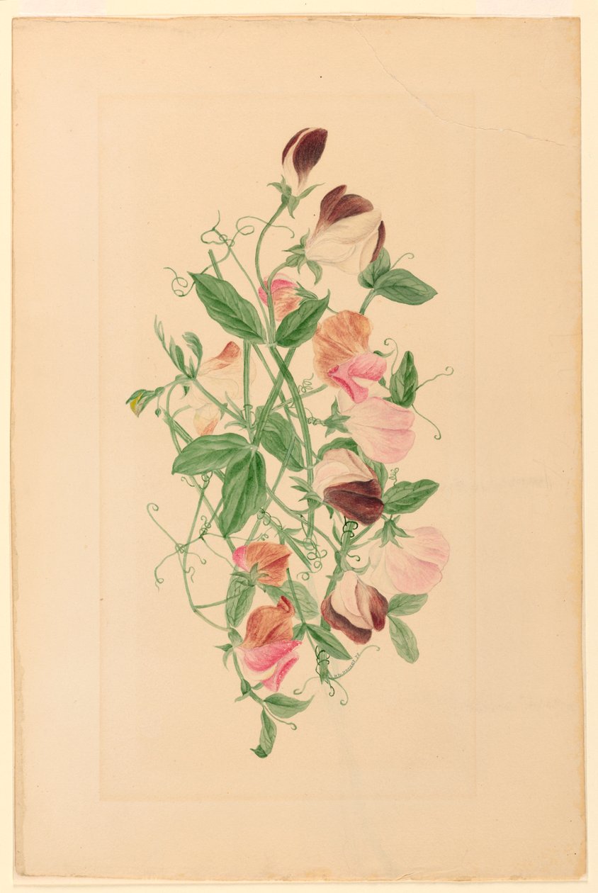 Tekening, Zoete erwten, 1875 door Henrietta Benson Homer