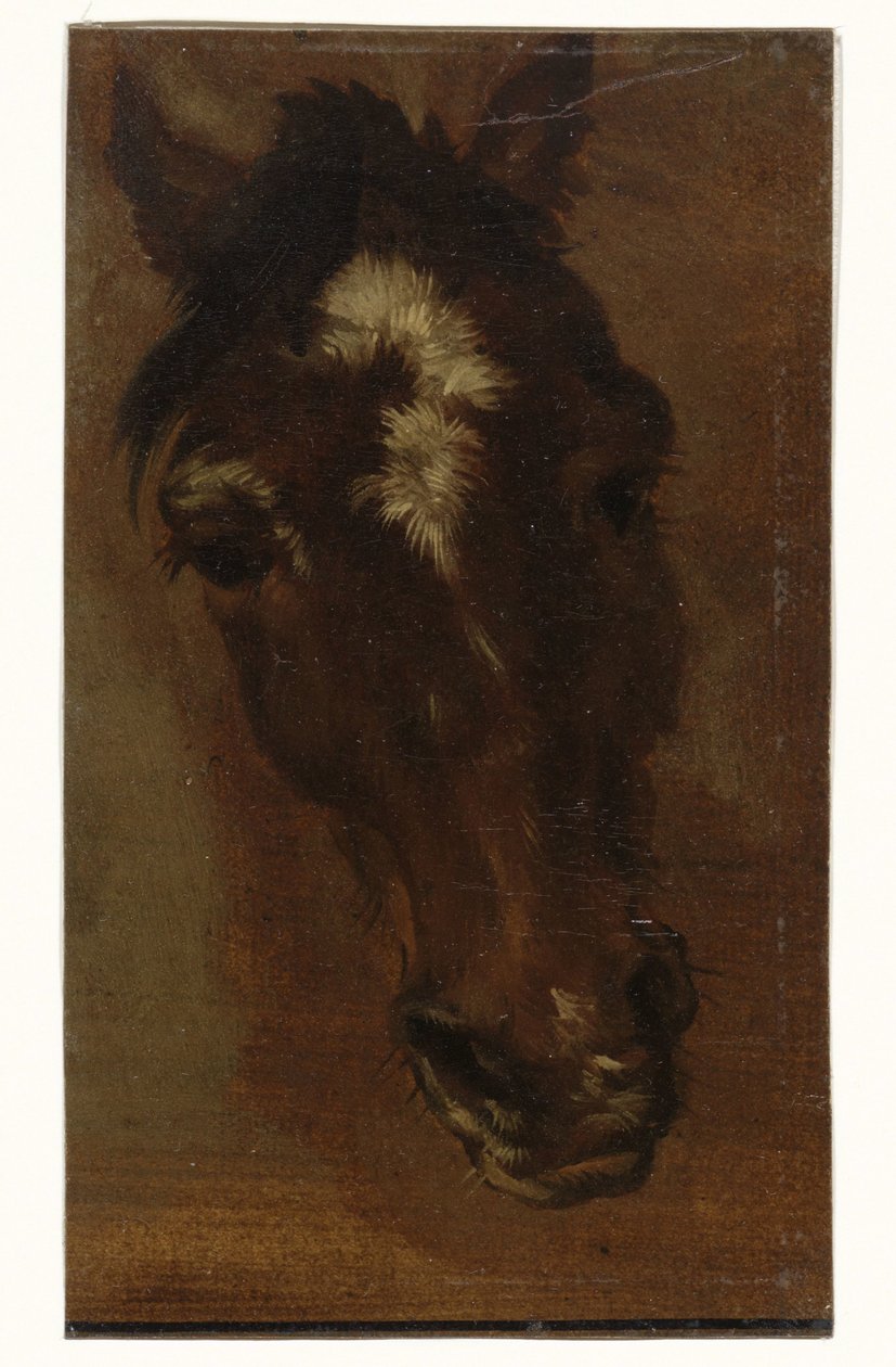 Paardenhoofd door Henriëtte Ronner