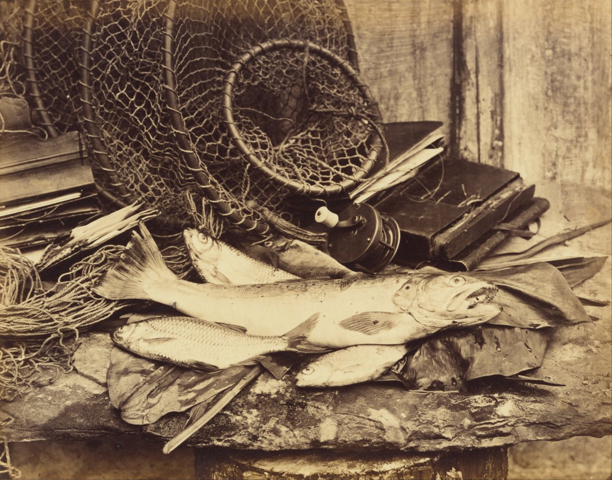 Forel, Voorn enz. door Henry Bailey