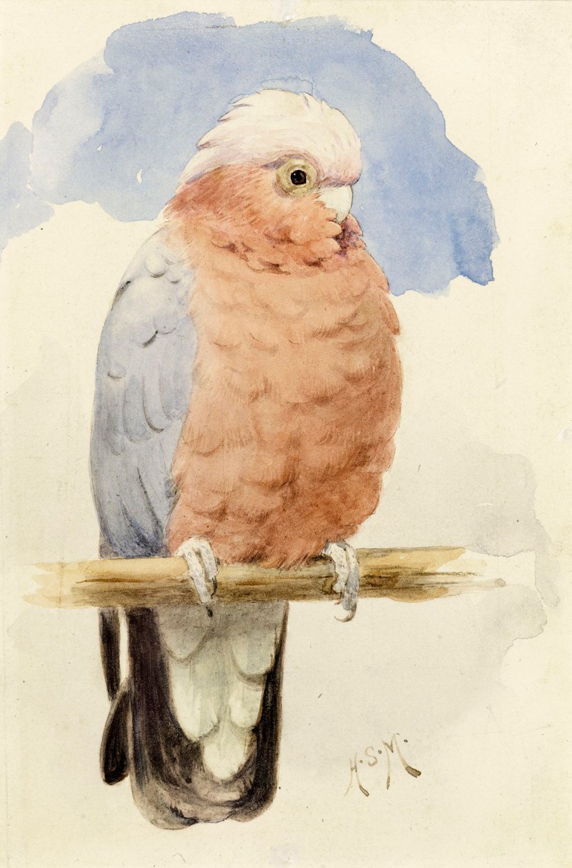 Een Roze Borst Kaketoe, c.1890 door Henry Stacey Marks