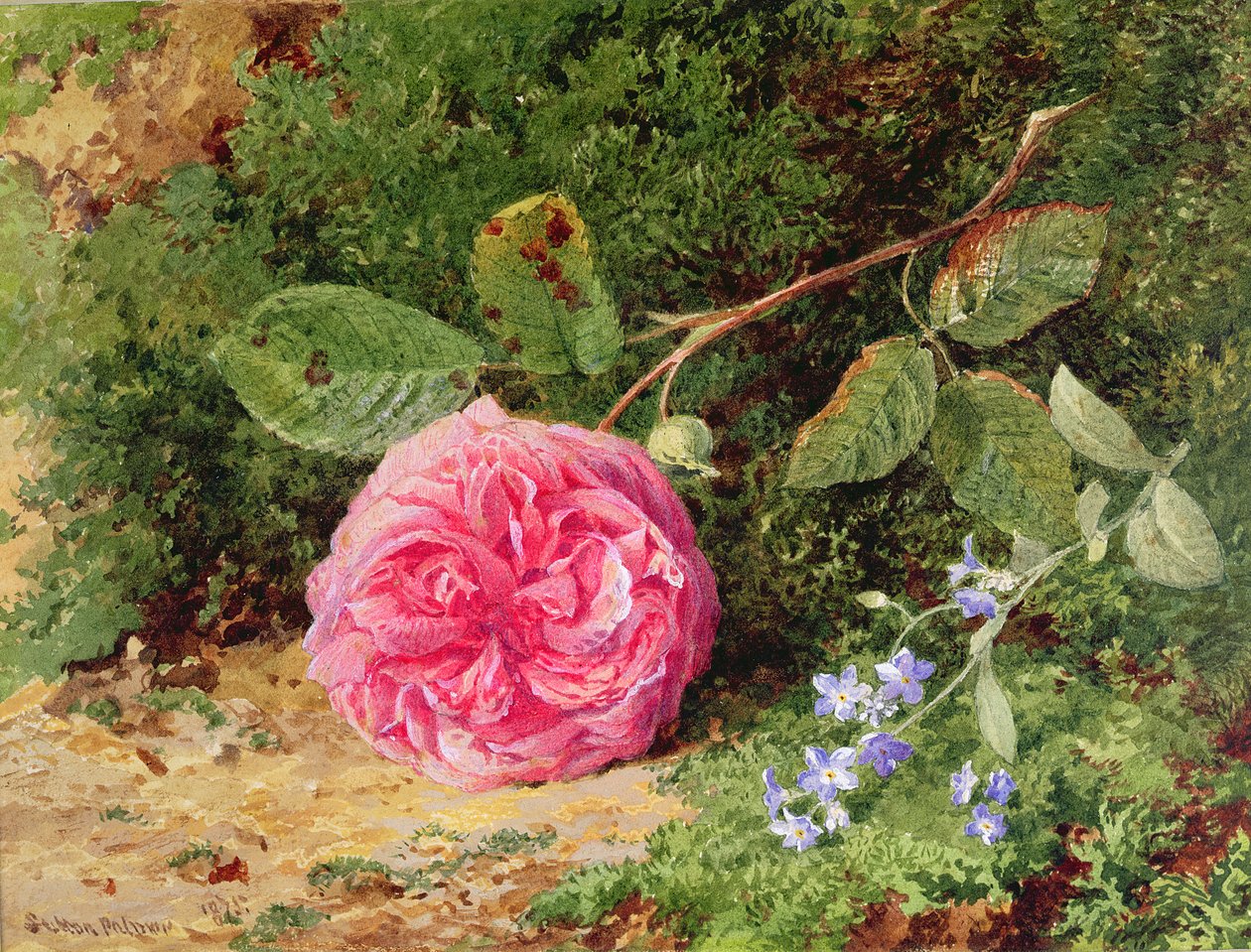 Roze Roos op een Mossige Oever, 1875 door Henry Sutton Palmer