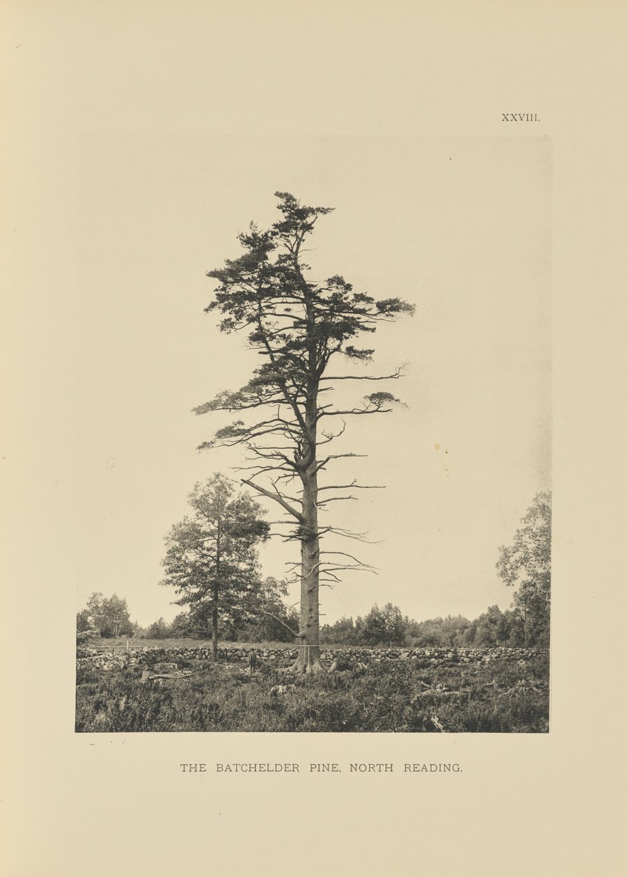 De Batchelder Pine, North Reading door Henry Brooks