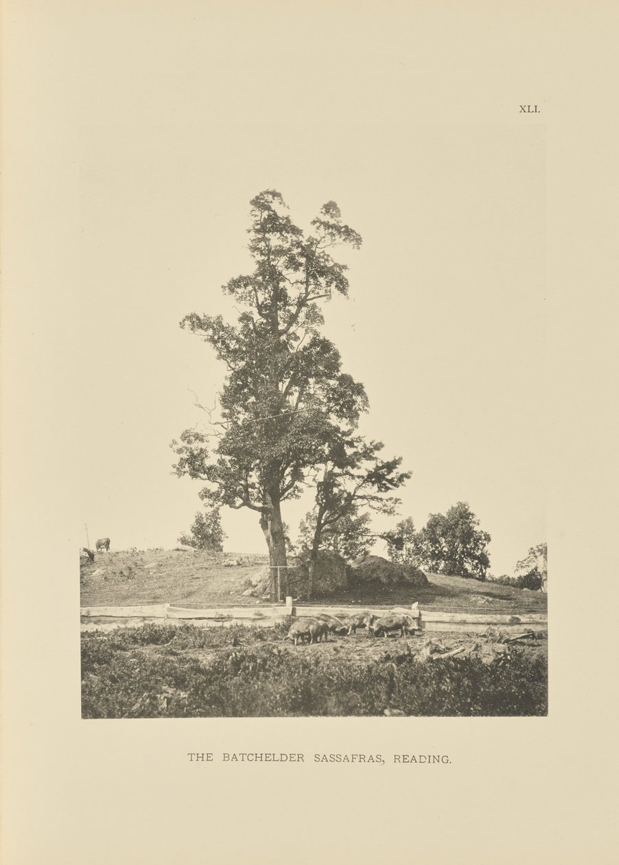 De Batchelder Sassafras, Reading door Henry Brooks