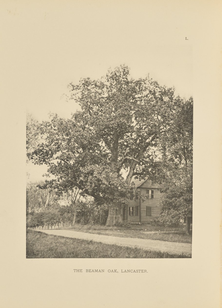 De Beaman-eik, Lancaster door Henry Brooks